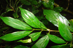 Lasianthus acuminatus